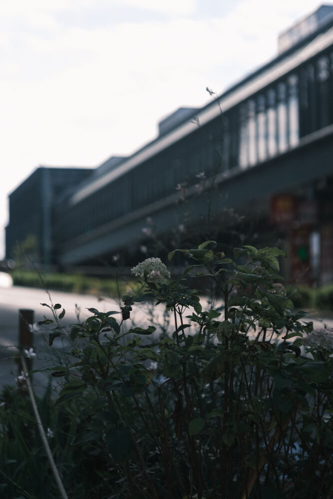 恵比寿路上のはな