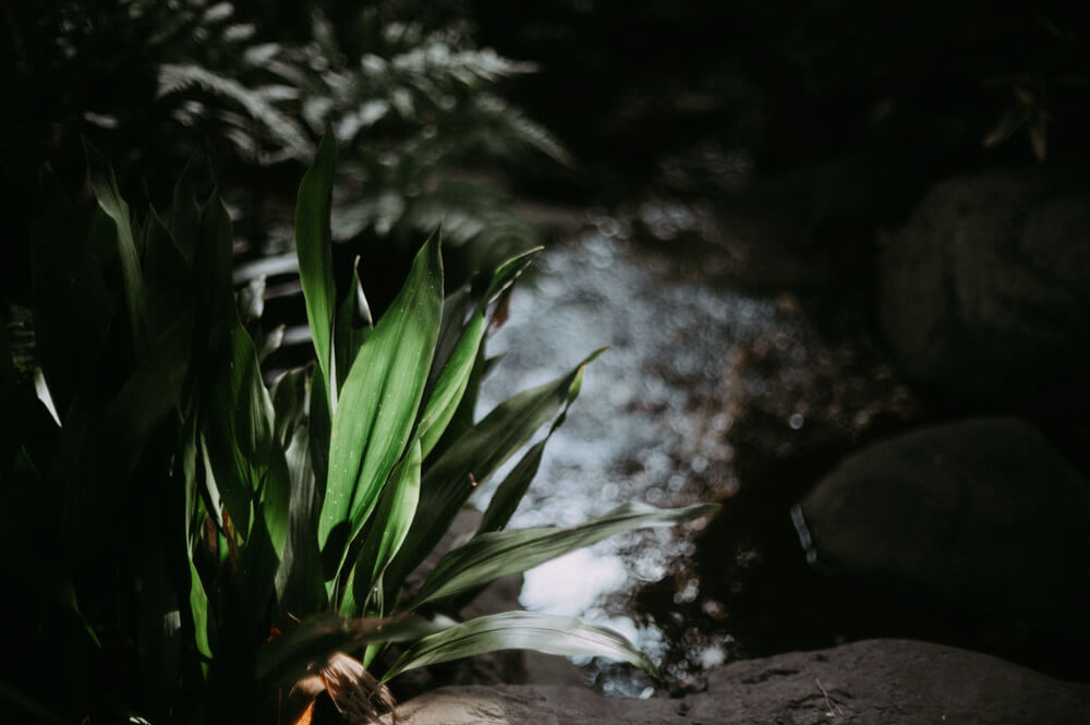 庭園美術館の植物