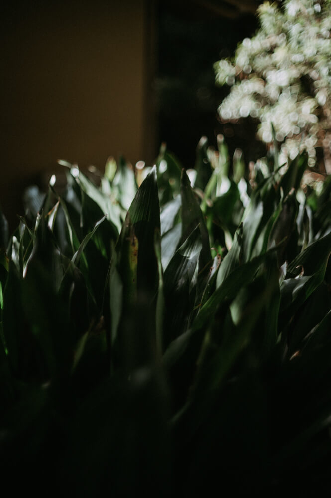 庭園美術館の植物