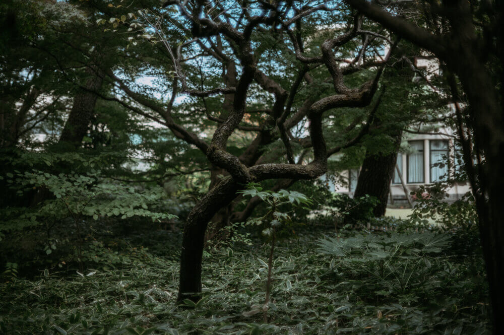 庭園美術館の木