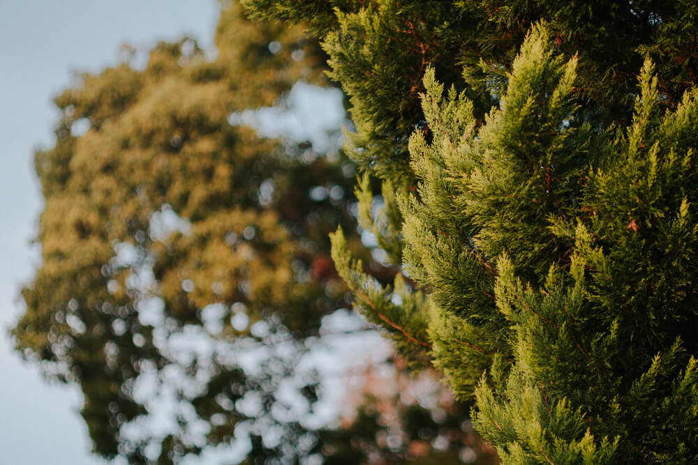 夕日に照らされる木