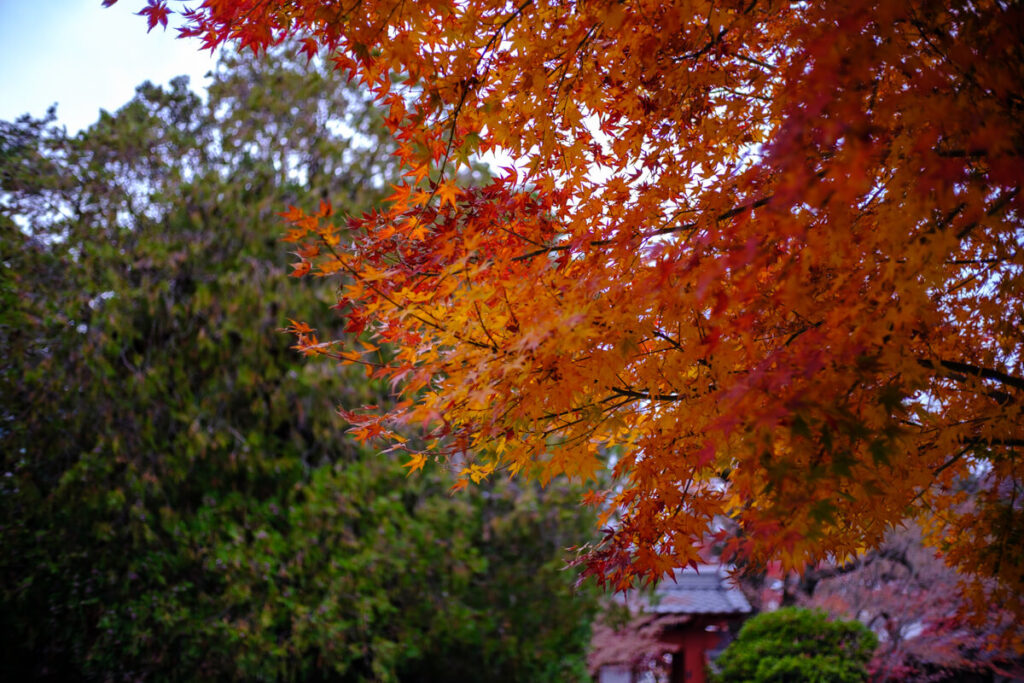 豪徳寺境内の紅葉