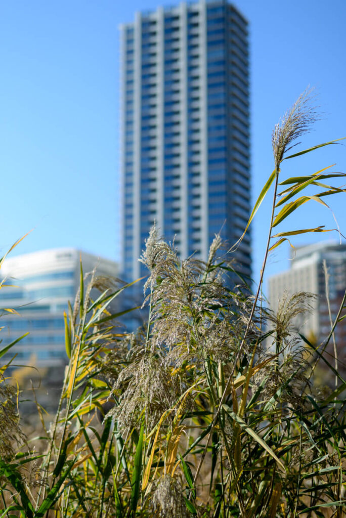 不忍池から見るタワマン