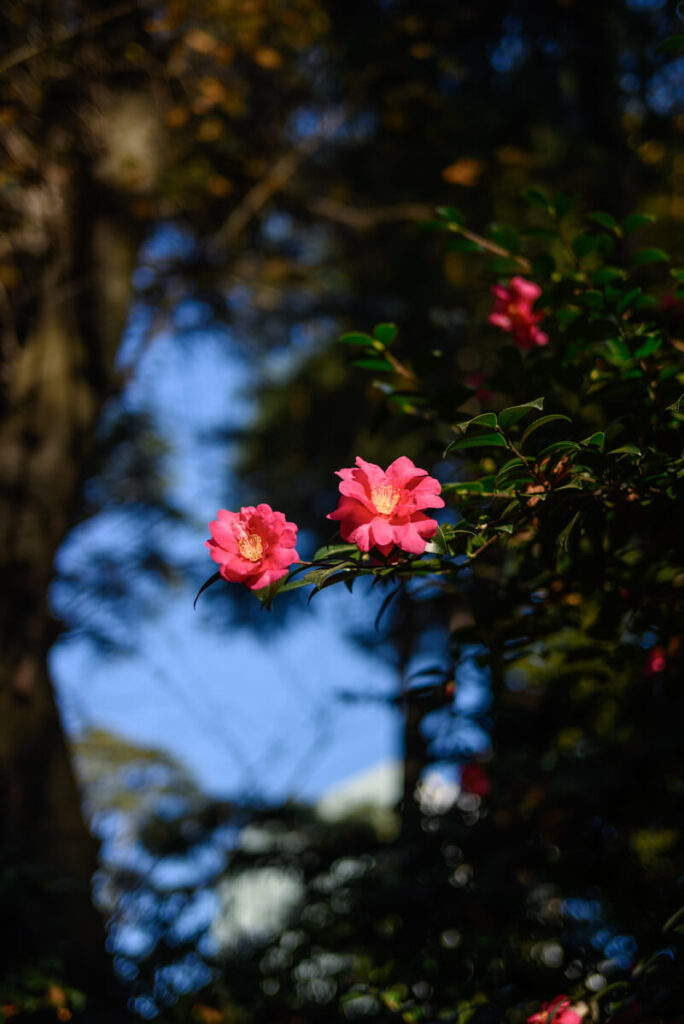 新宿御苑の山茶花