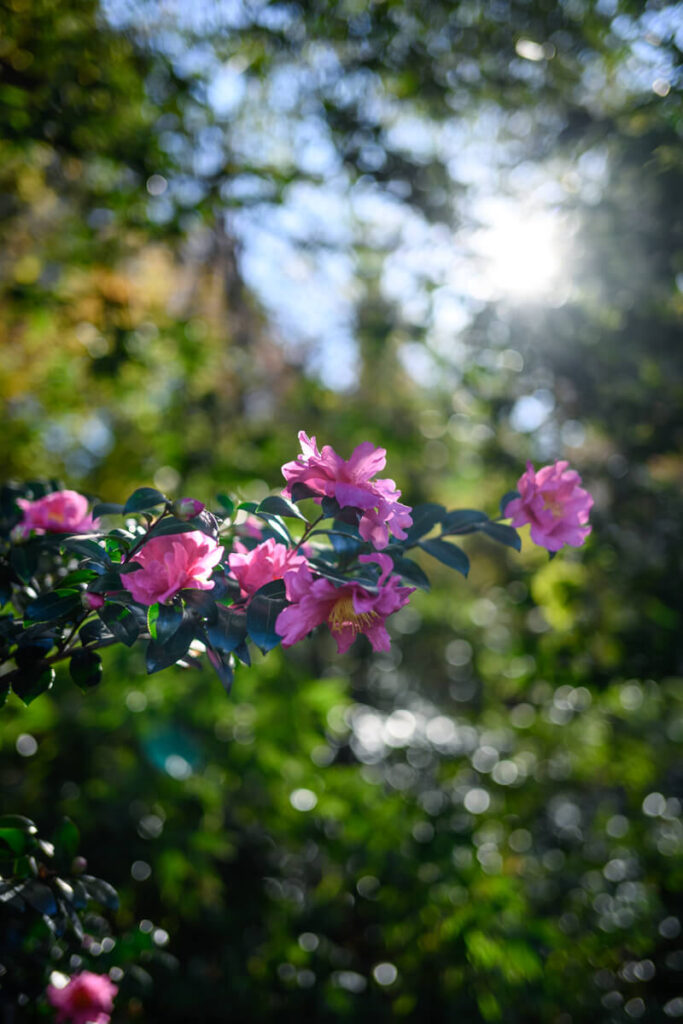 新宿御苑の山茶花