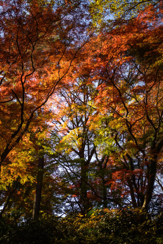 新宿御苑の紅葉