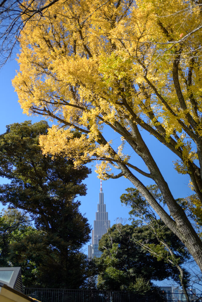 新宿御苑の銀杏の木