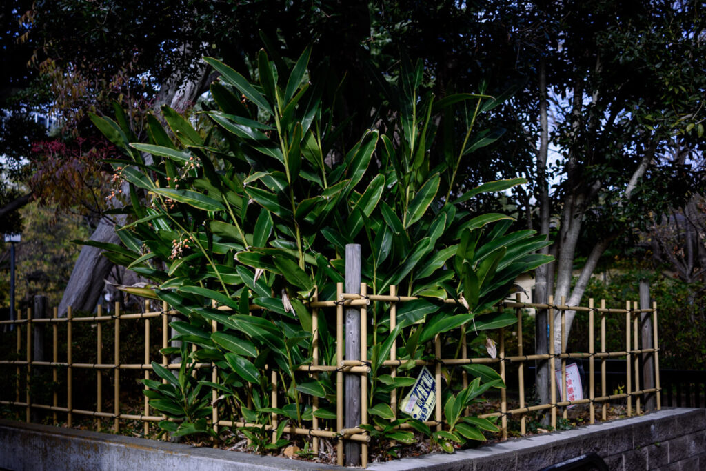 西郷山公園前の植物