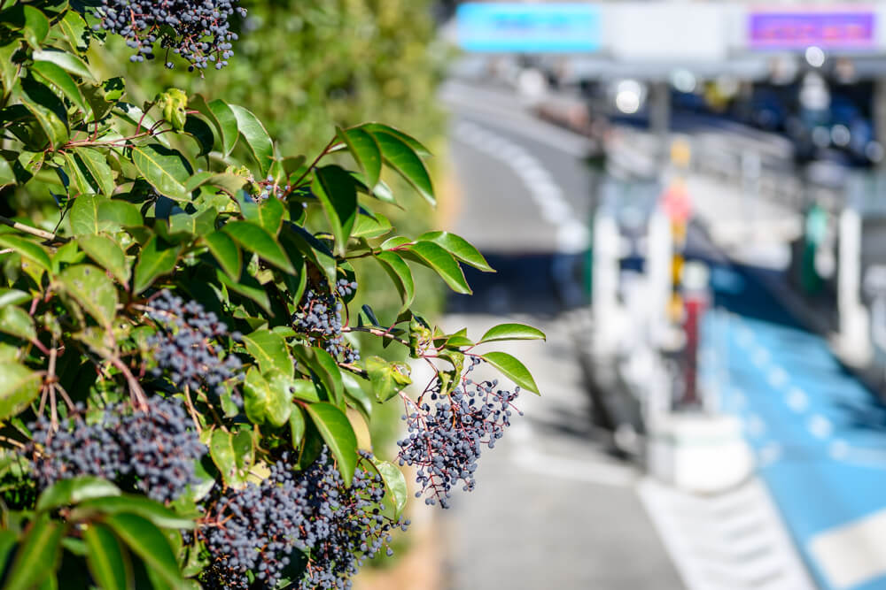 歩道橋から見る植物