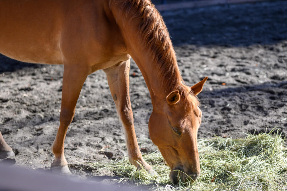 草を喰むポニー