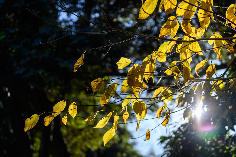 葉にあたる光