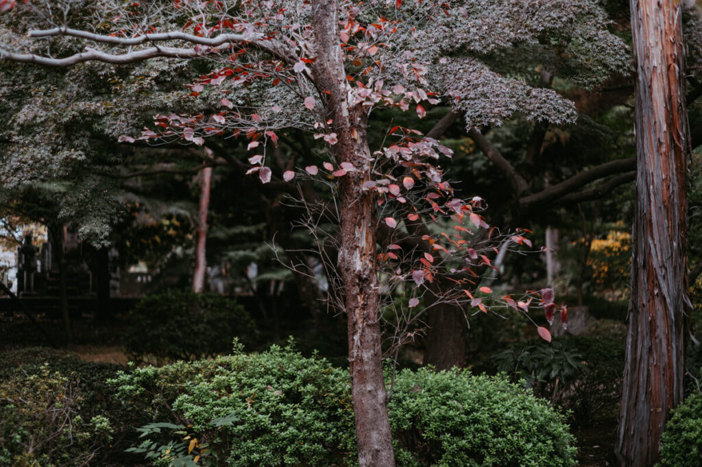 豪徳寺の境内の紅葉