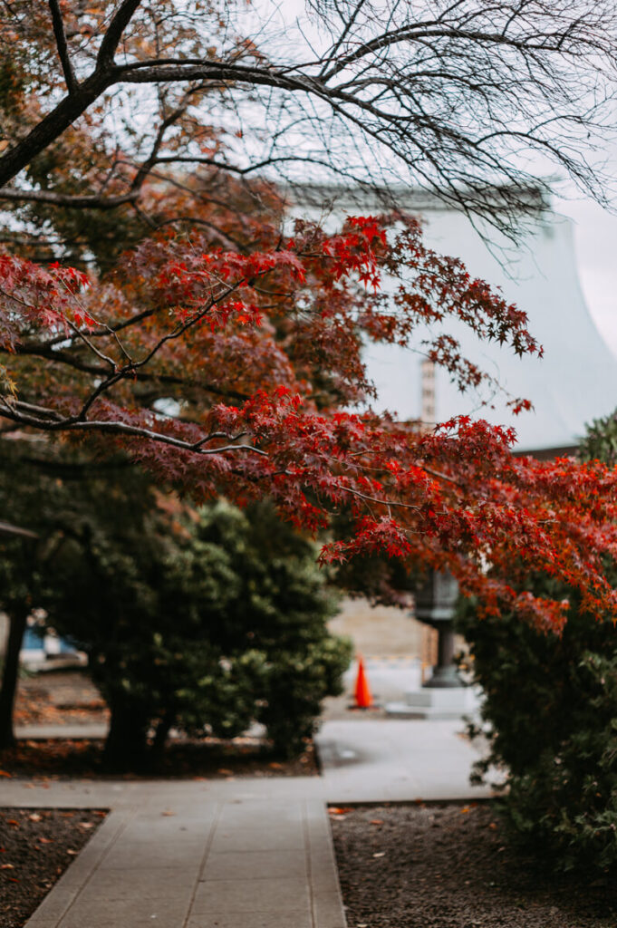 豪徳寺の境内の紅葉