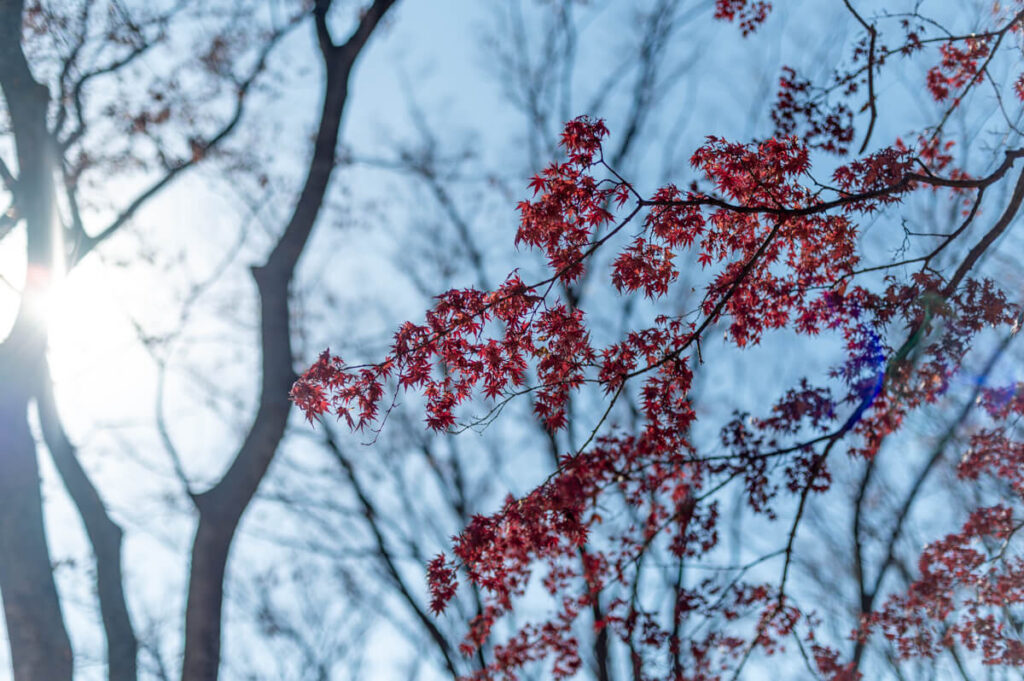 代々木公園の紅葉