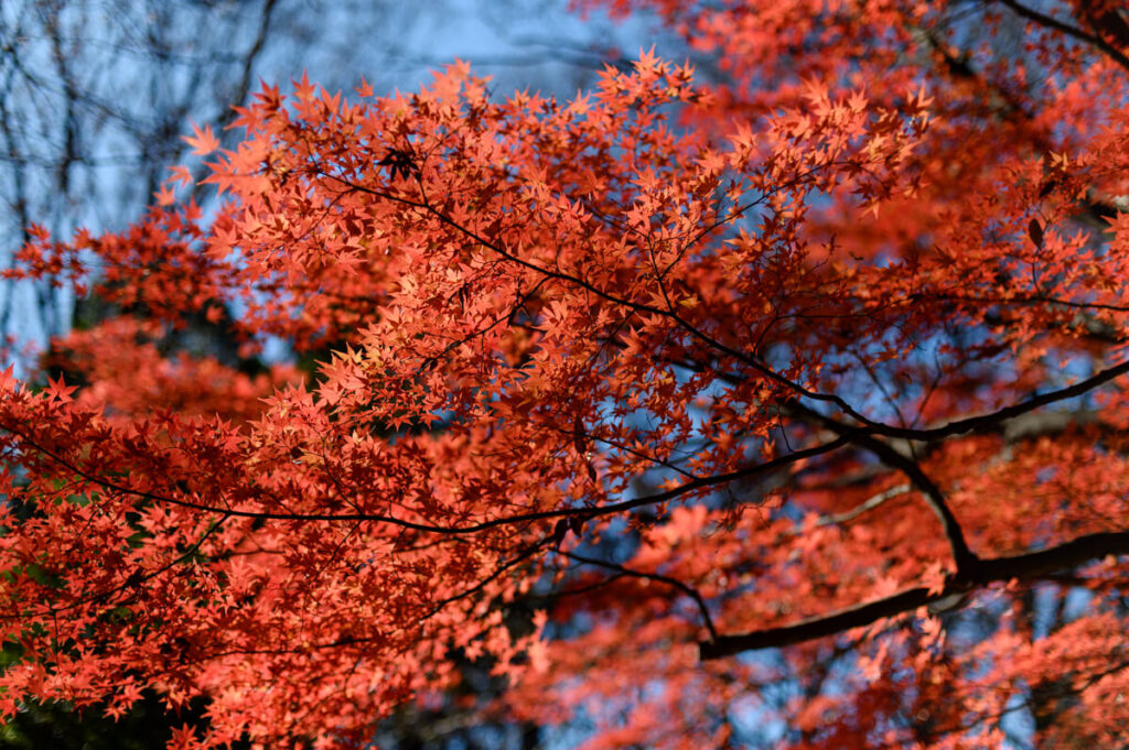 代々木公園の紅葉