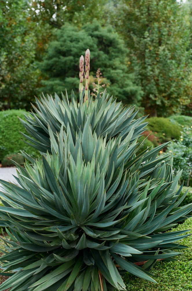 植物ユッカの仲間