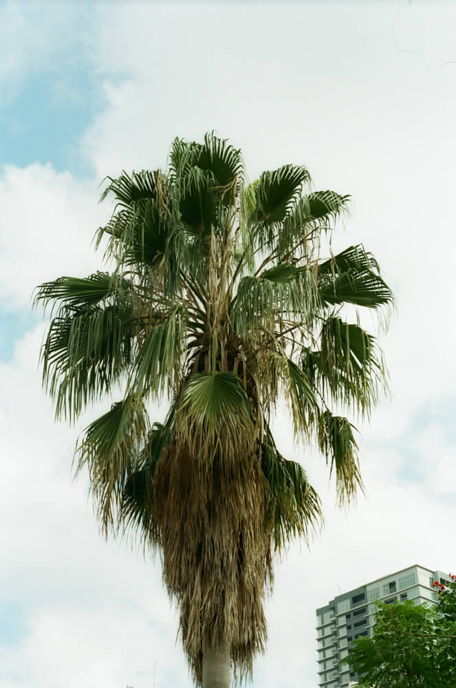 ヤシ科の植物で背景は青空