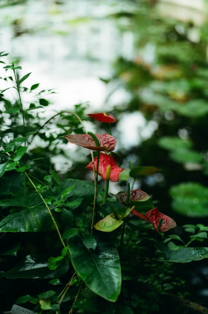 アンスリウムの仲間