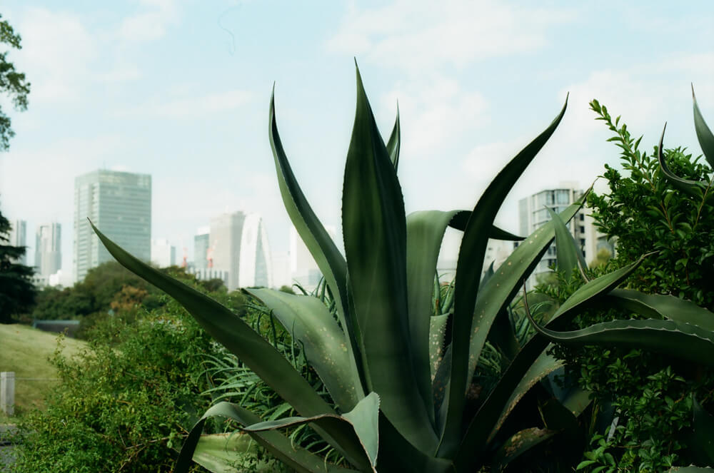 アガベの仲間の背景に新宿のビル群