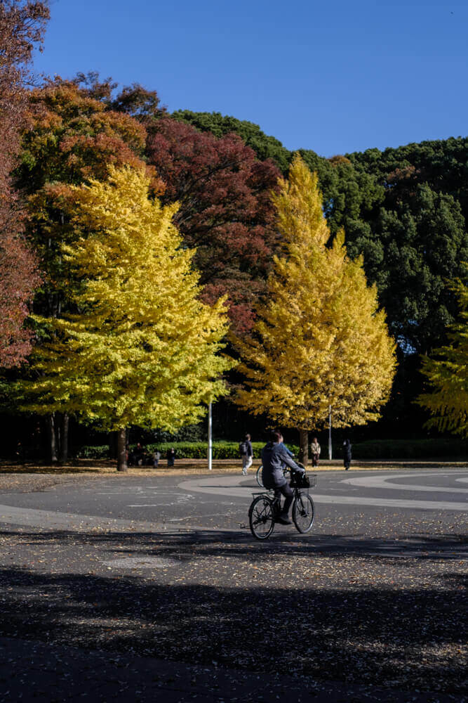 イチョウと自転車