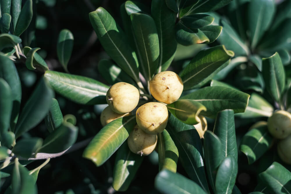 トベラの実と葉