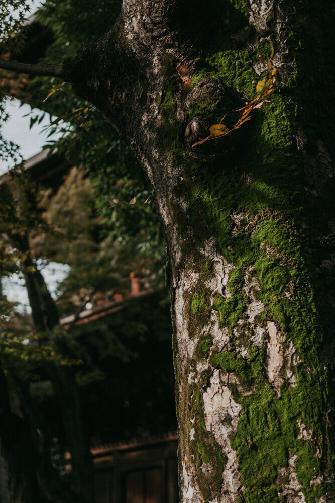 朝日に照らされる木