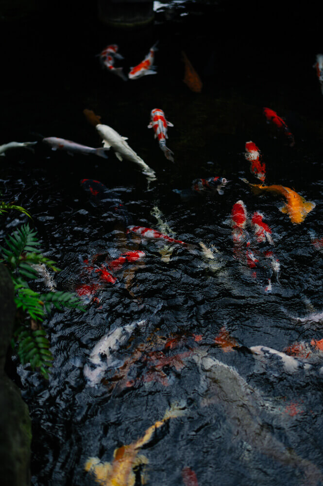 浅草寺の池にいる鯉