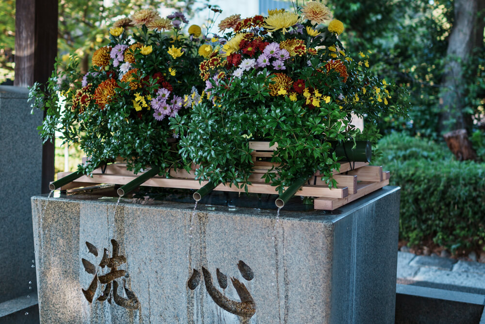 松陰神社での菊