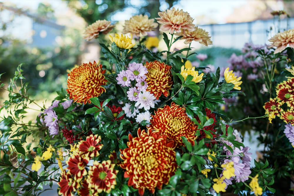松陰神社での菊