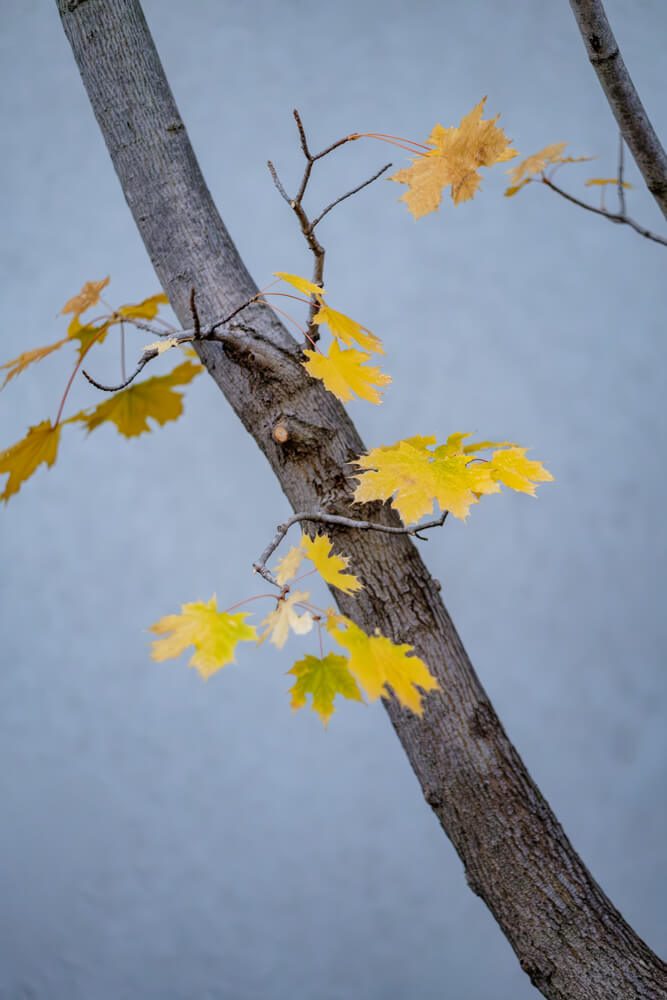 黄色い紅葉
