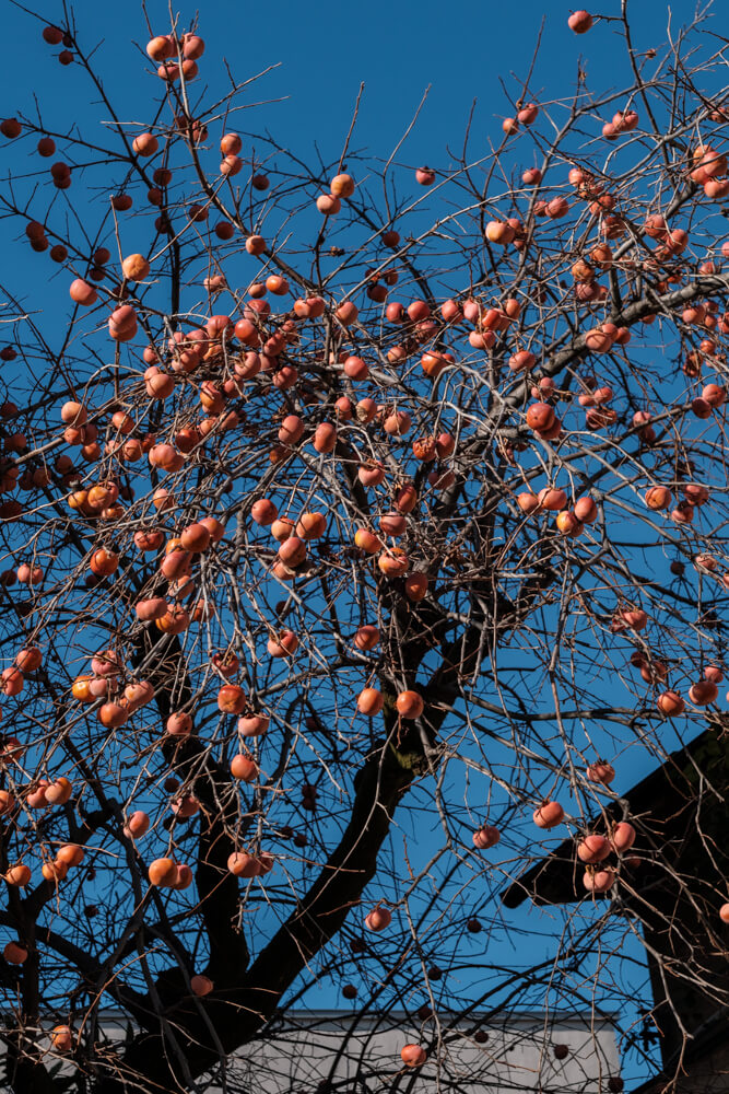 たわわな柿の木