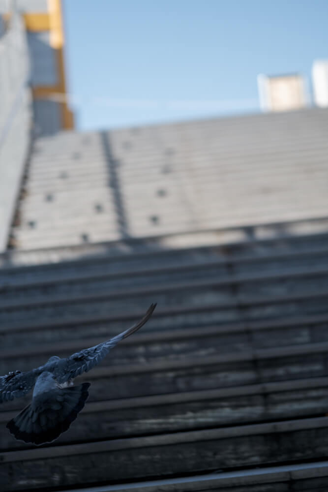 飛び立つ鳩