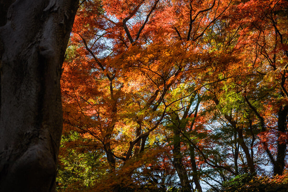 新宿御苑の紅葉