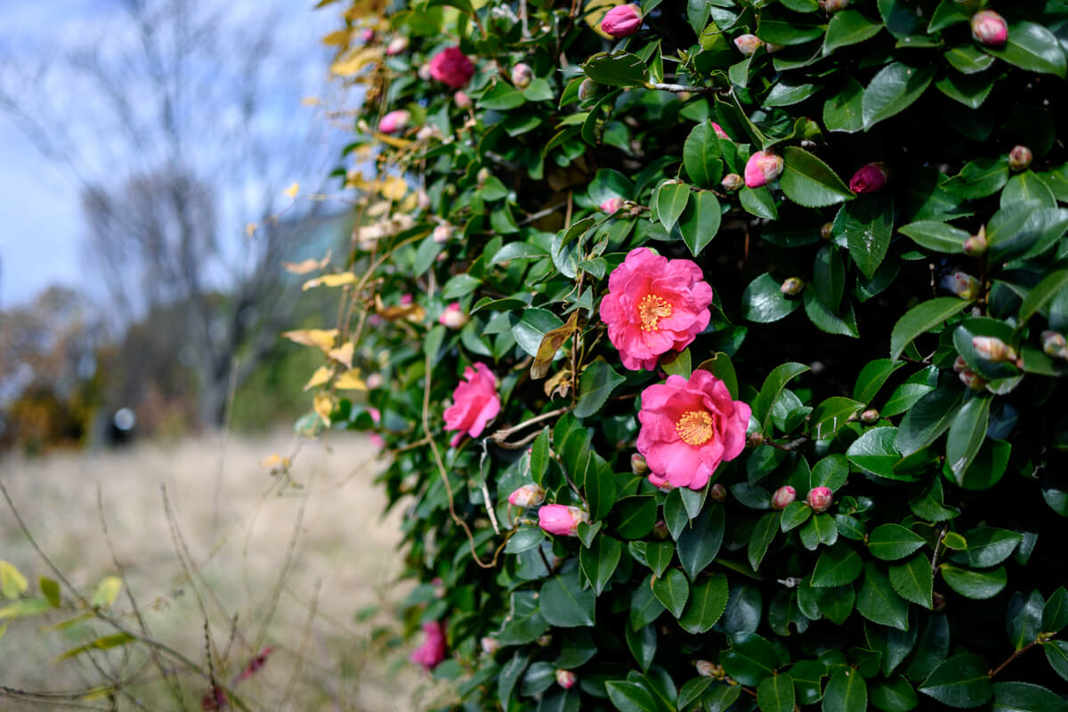 西郷山公園内に咲く山茶花