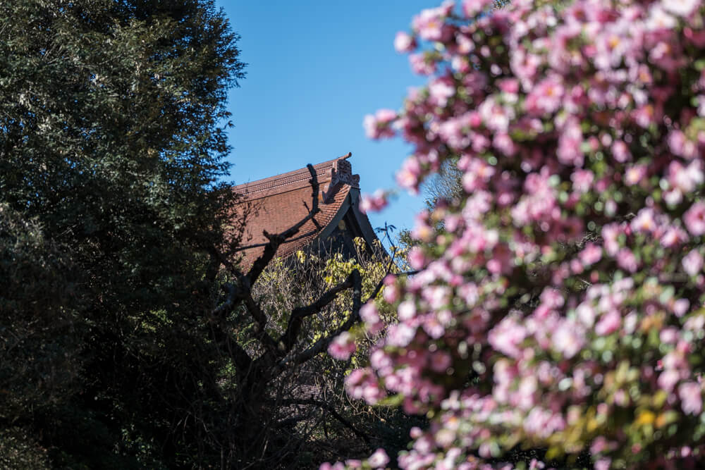 山茶花越しの建物