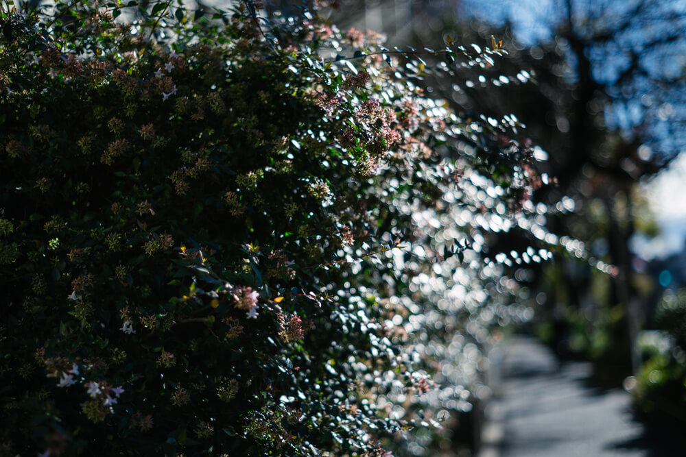 旧山手通り沿いの草木