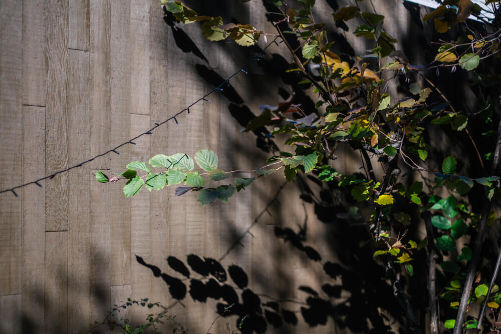 光を浴びる草木