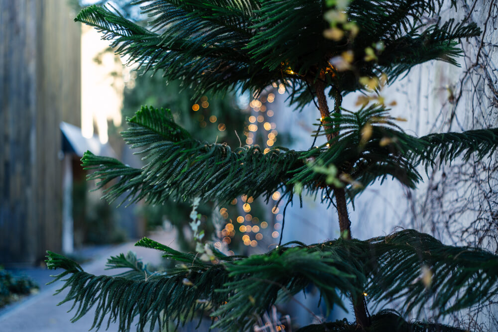 代官山にある草木