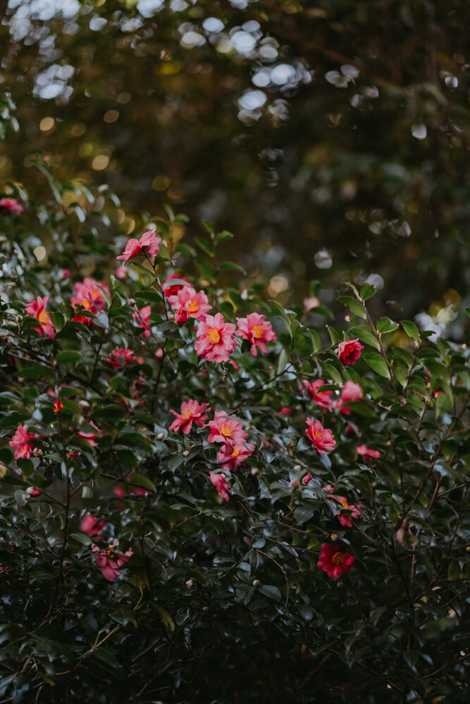 The Imperial Palace, Street Photography with SONY α7 IV & SONY FE 85mm f/1.8