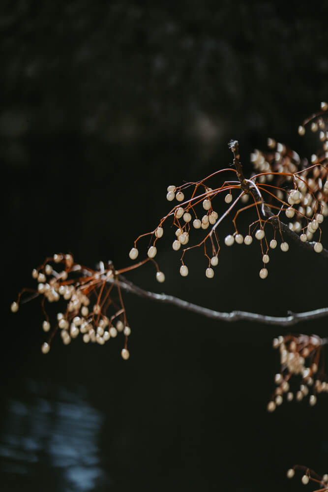 The Imperial Palace, Street Photography with SONY α7 IV & SONY FE 85mm f/1.8