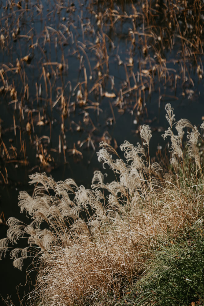 The Imperial Palace, Street Photography with SONY α7 IV & SONY FE 85mm f/1.8