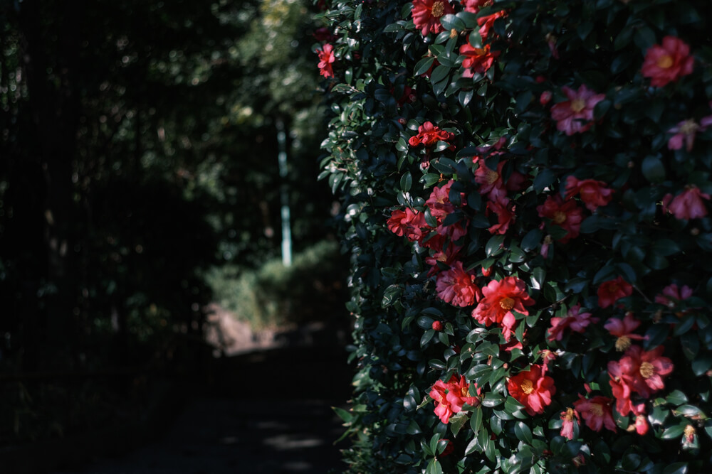 西郷山公園の山茶花